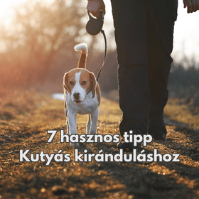 7 Hasznos Tipp a Kutyás Kirándulásokhoz – Így Lesz Gondtalan az Élmény!
