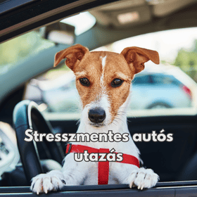 Hogyan teheted stresszmentessé a kutyáddal való autós utazást?